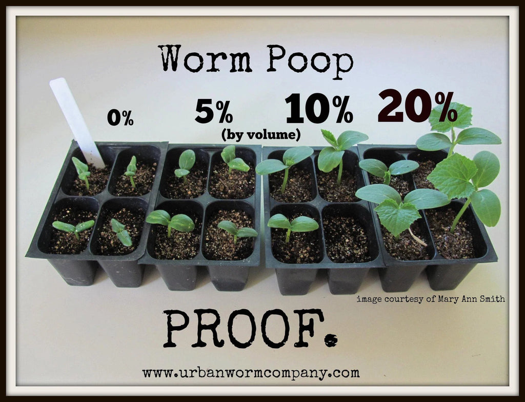 Premium Worm Castings – Organic Soil Booster