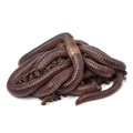European Nightcrawlers 1 LB